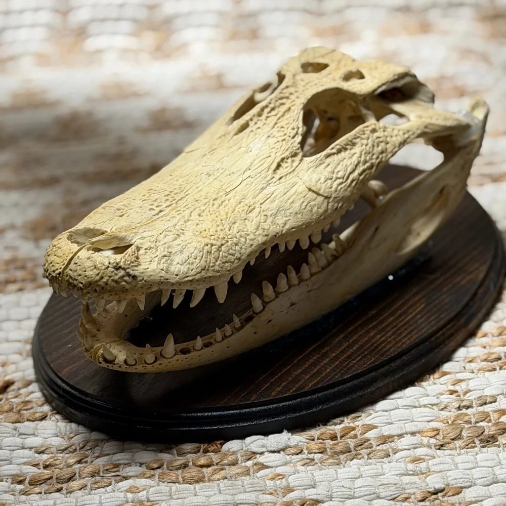 Reptile Skull Decor - Tan